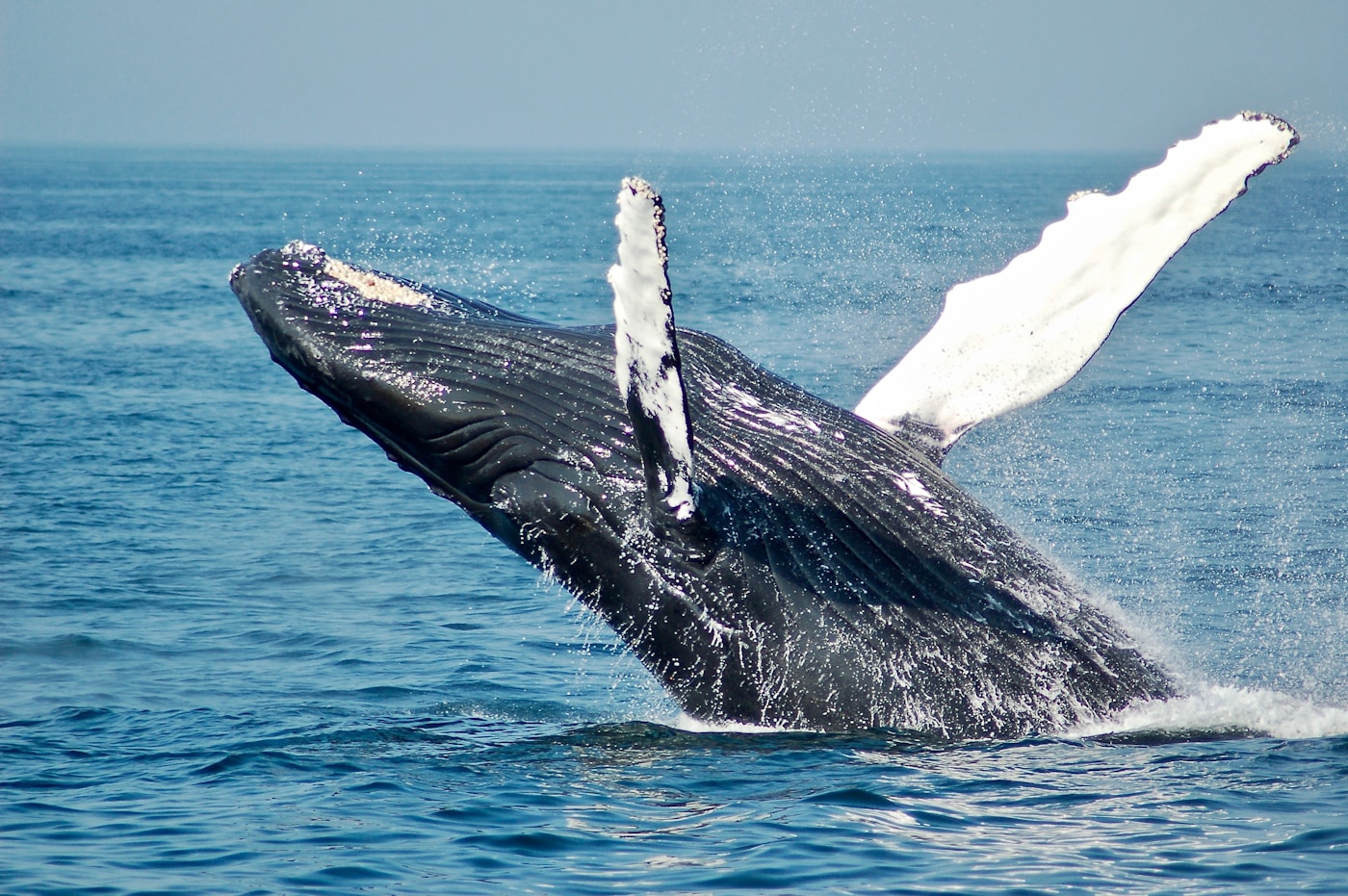 Ballenas jorobadas Gorgona Pacífico